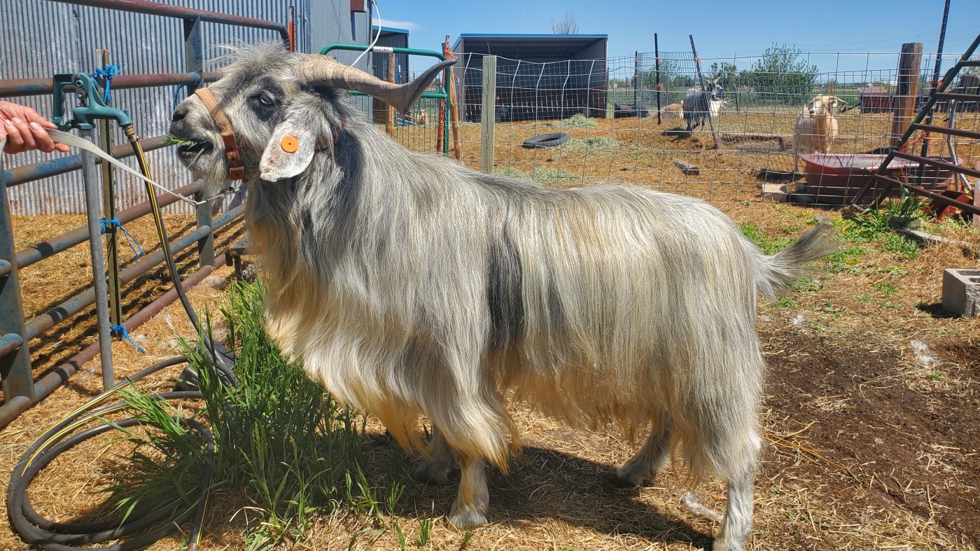 Thor