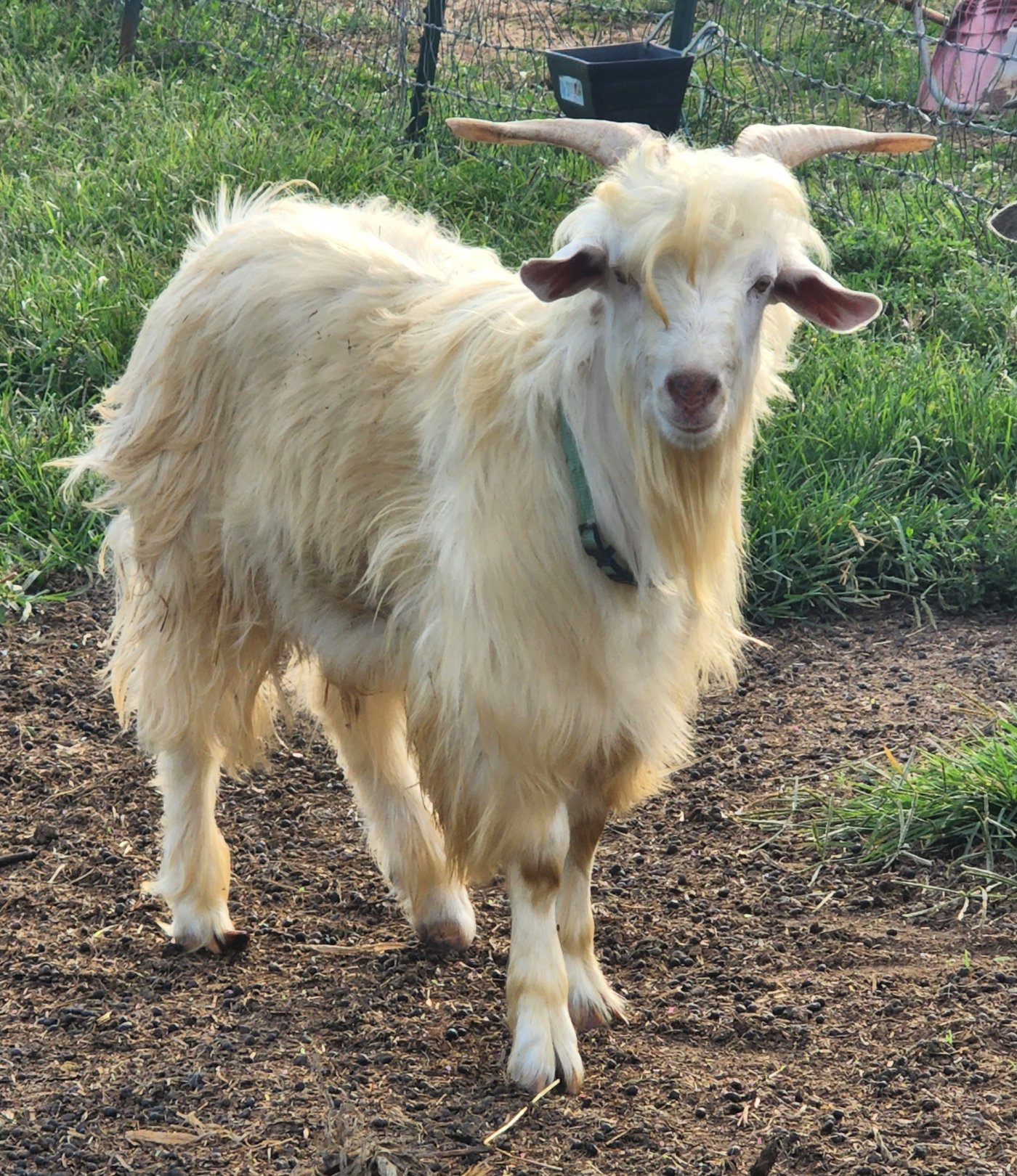 Hansel