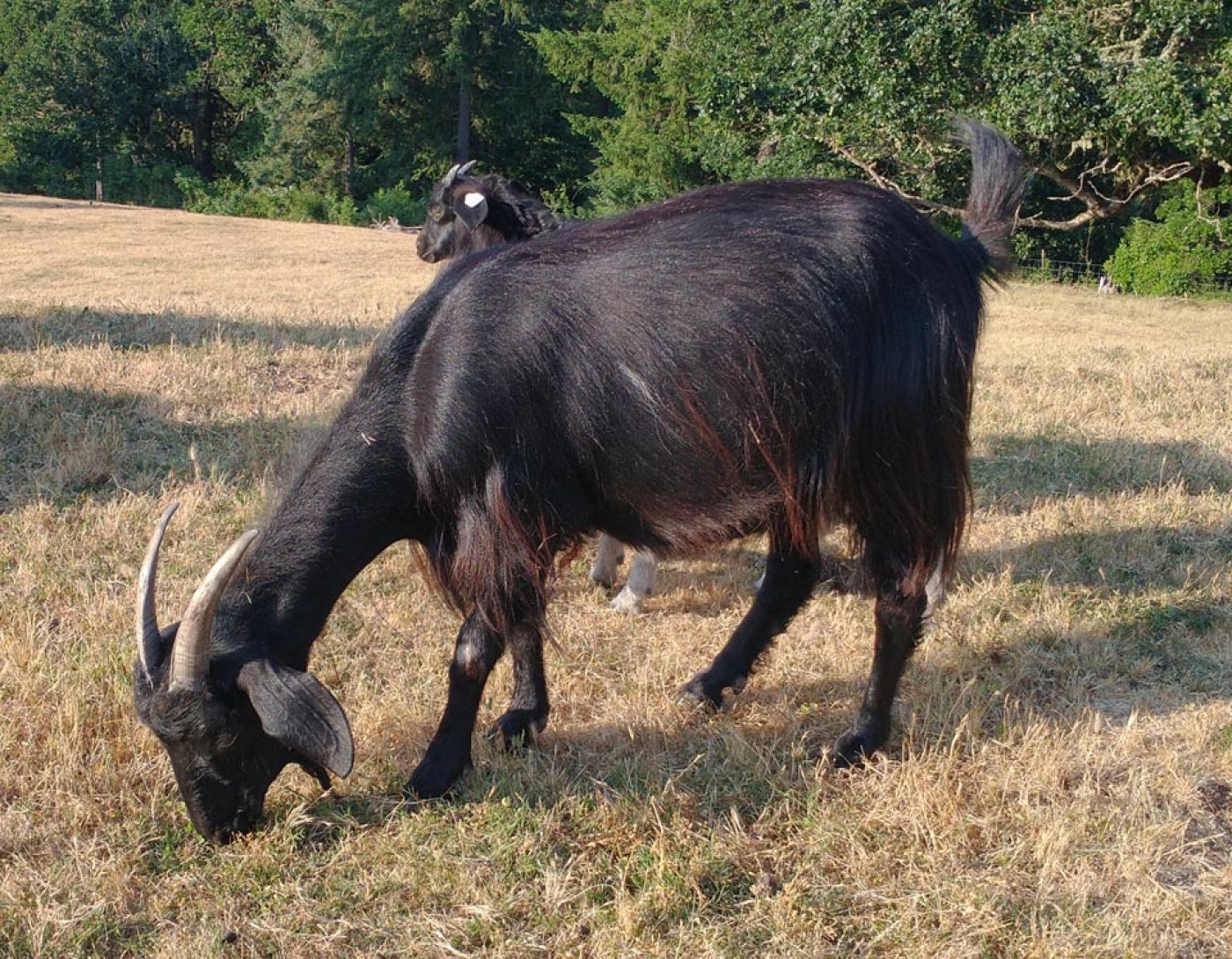 Arethusa aka Onyx