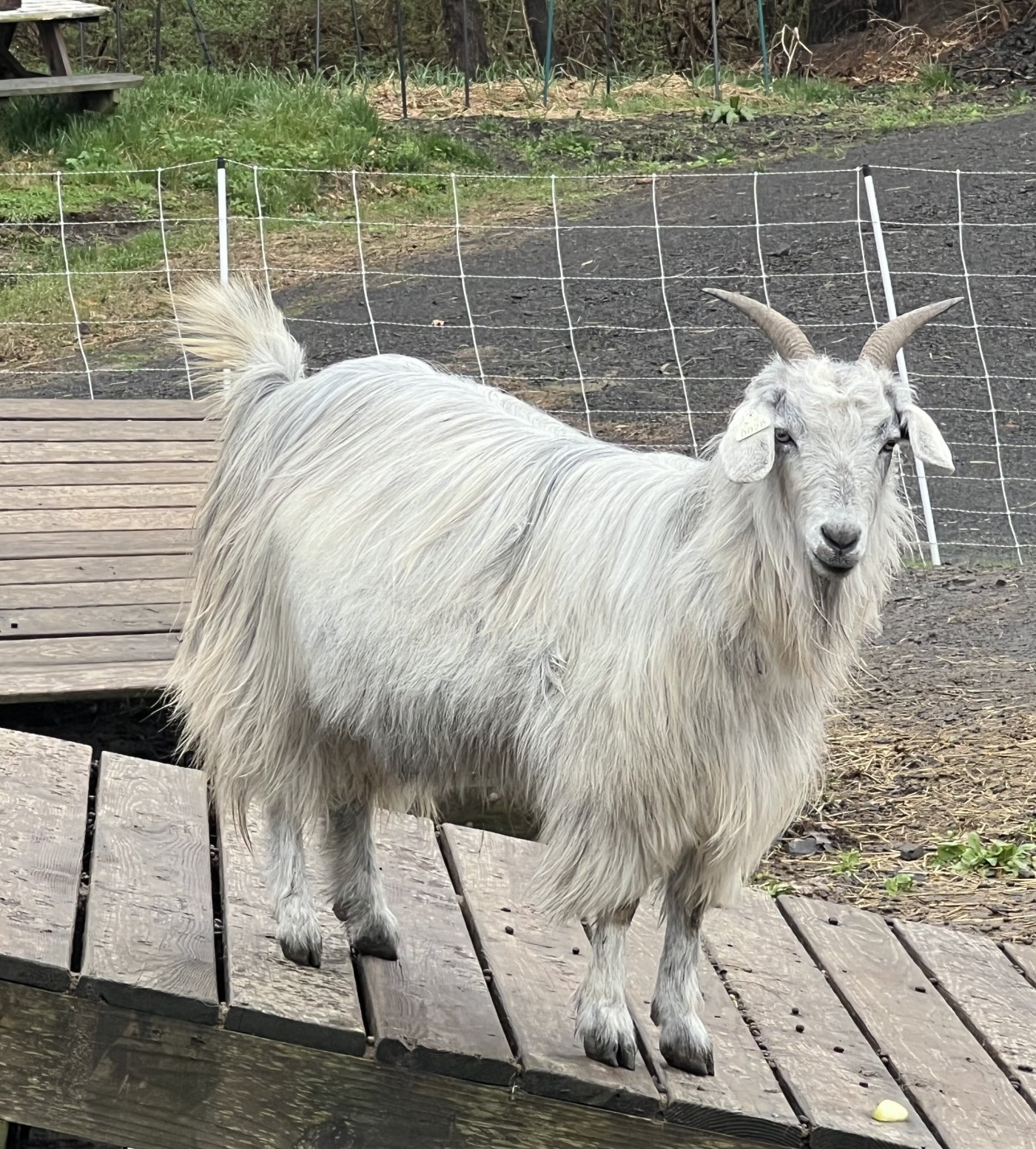 Esther
