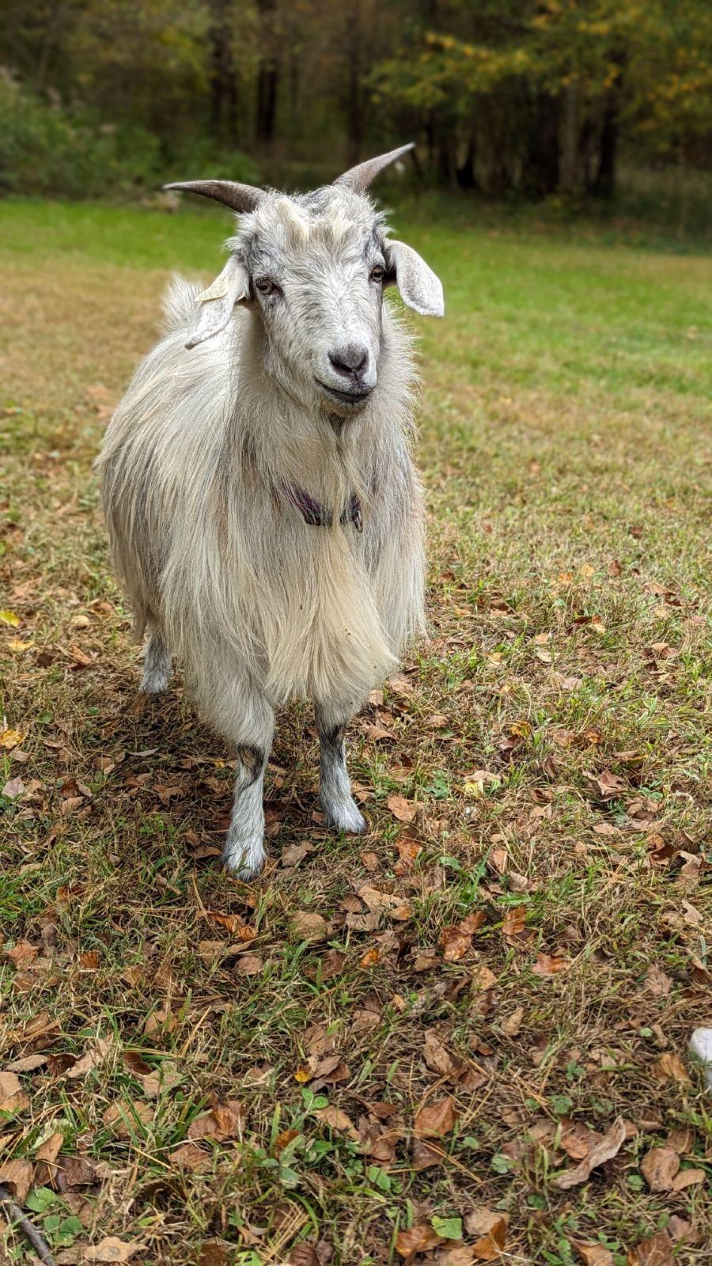 Esther