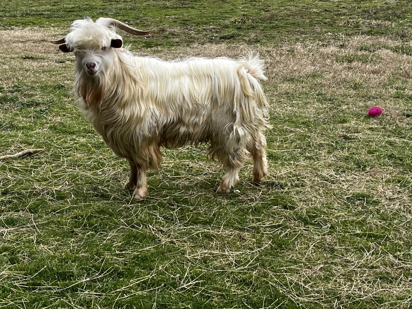 Goatee