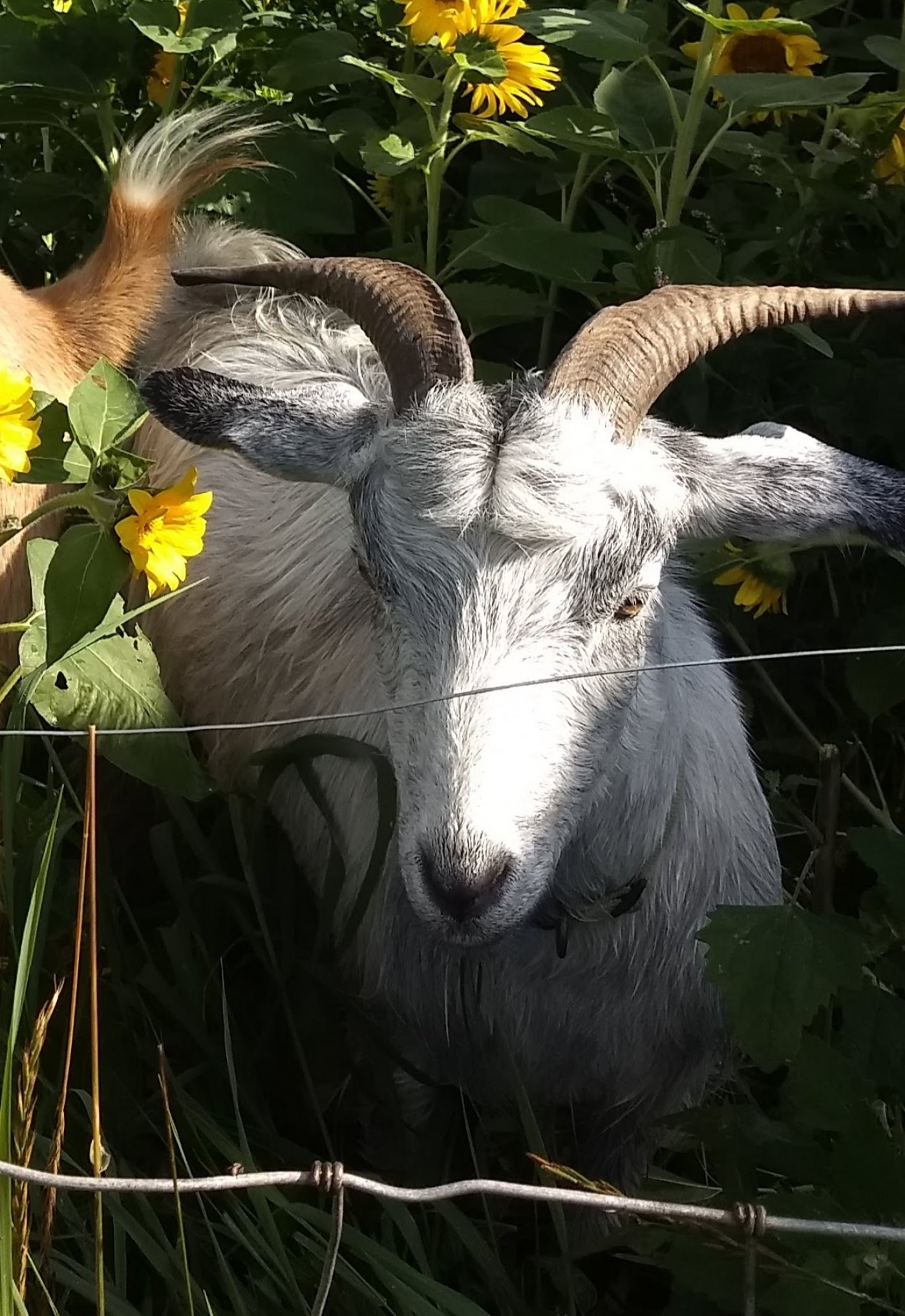 Gray Wing -Primrose 