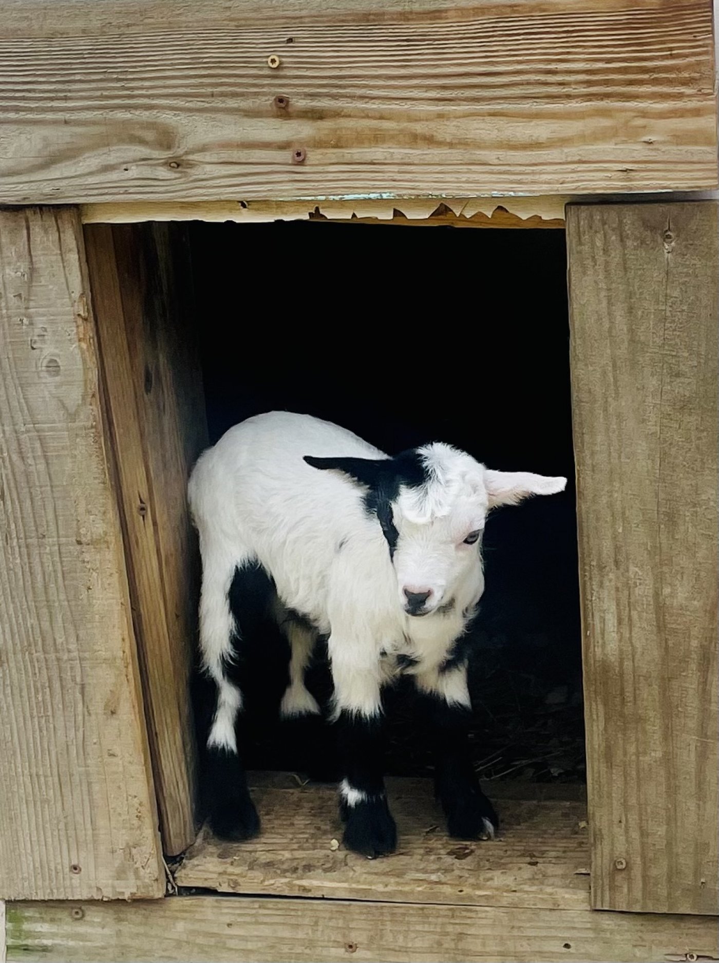 Grace2Grace Ranch's Mira