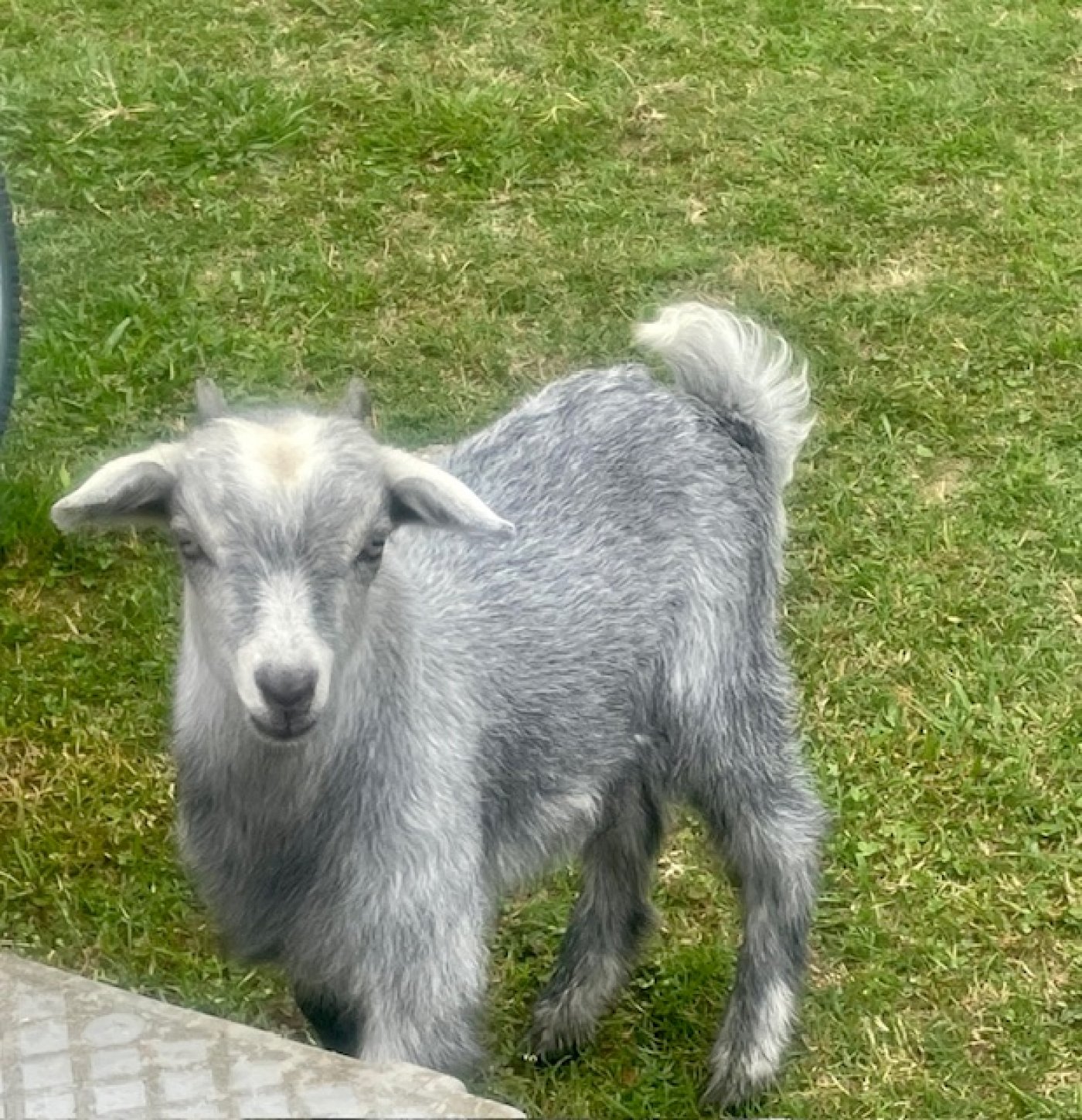 Grace2Grace Ranch's Little Boy Blue