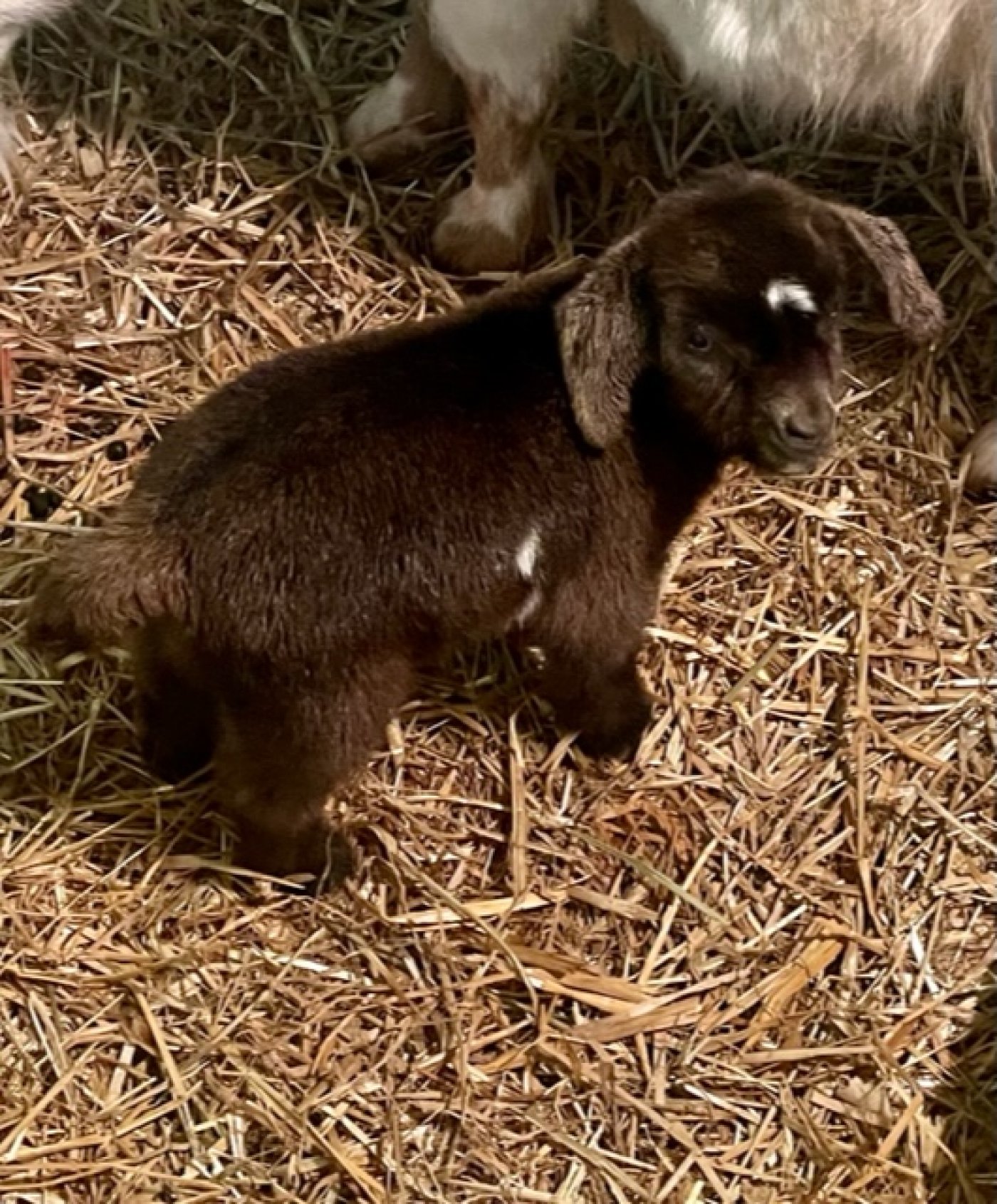 Brushy Mountain Farm Dot