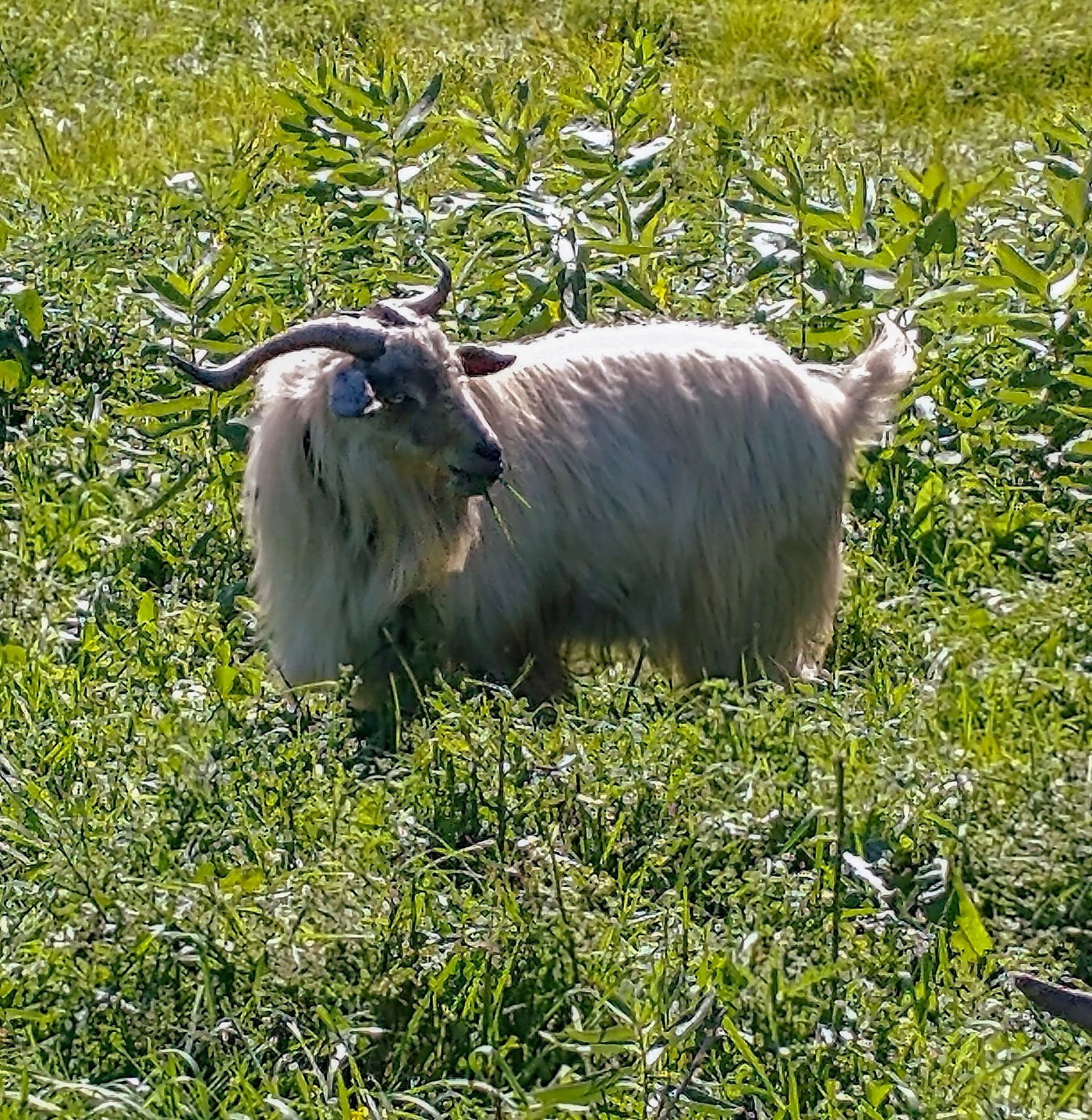 Thaddeus
