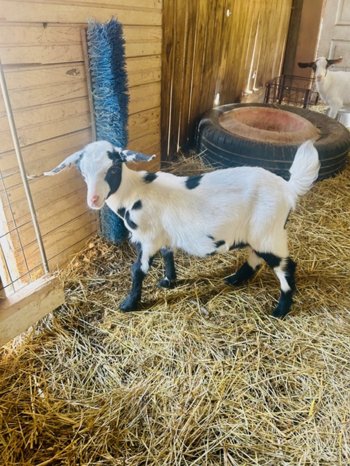 Grace 2 Grace Ranch's Baby Belle
