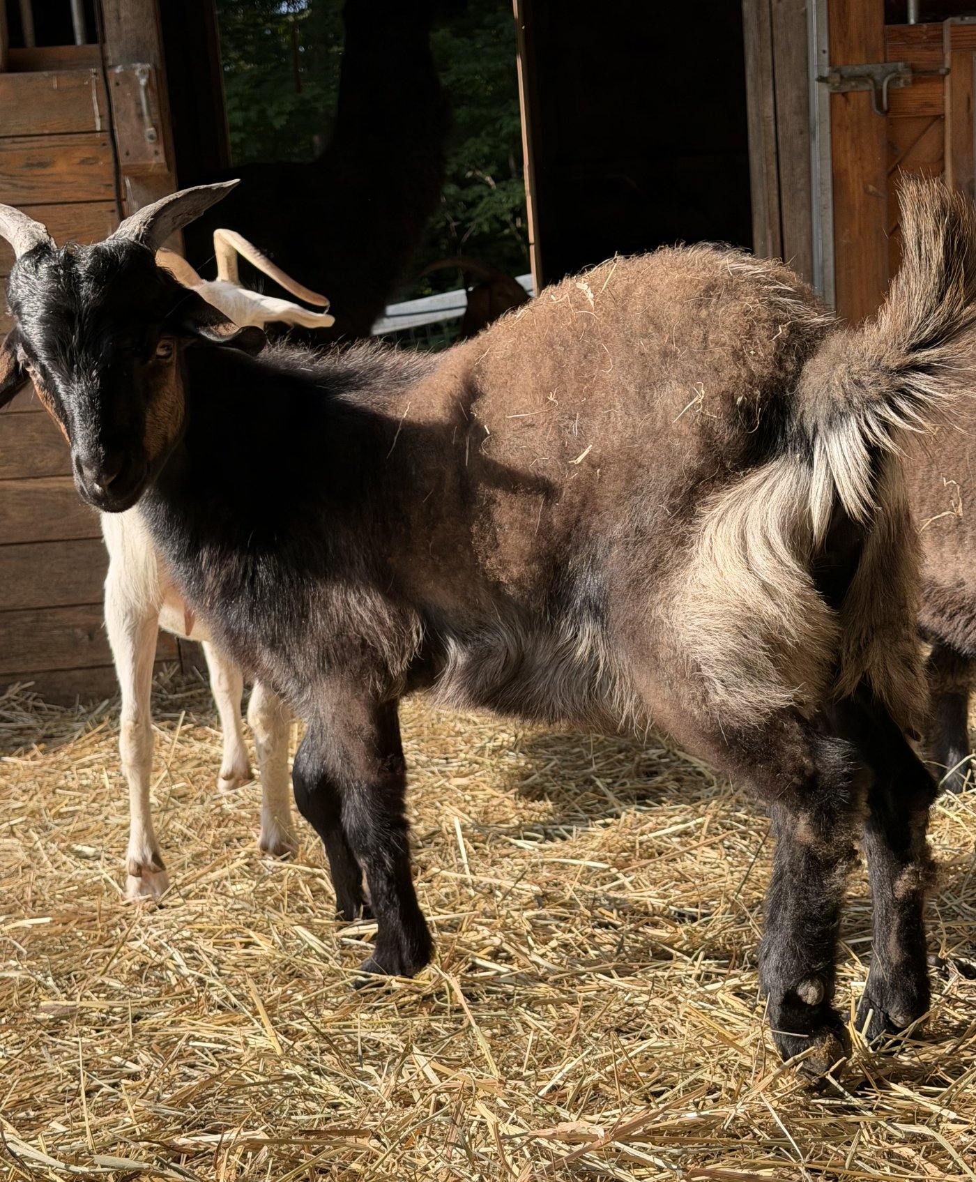 Bodhi
