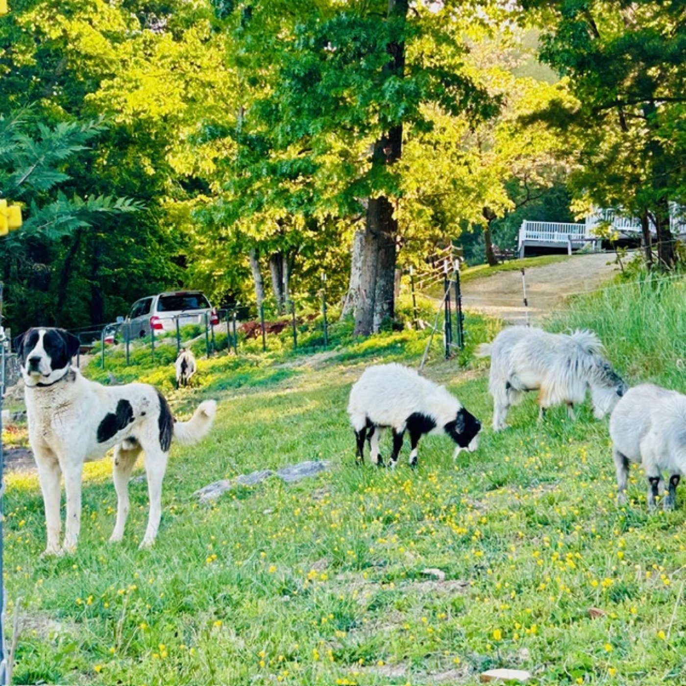 Lookout Mountain Growers The Blessing